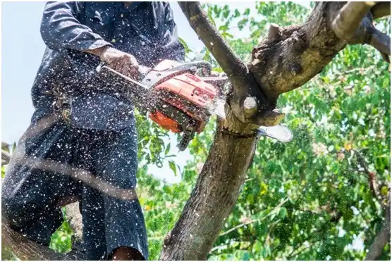 tree services Verdunville